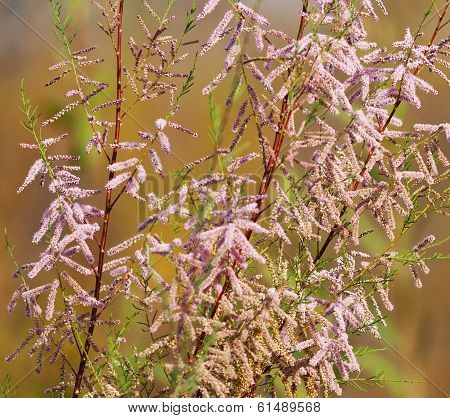 Saltcedar