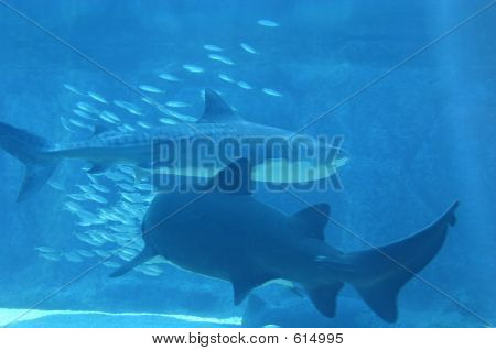 Requins dans l'océan Indien
