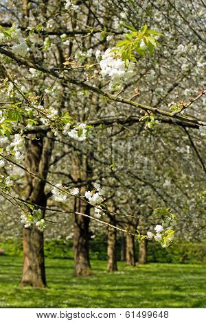 Branches of Japanese cherry trees, white flowers, in spring