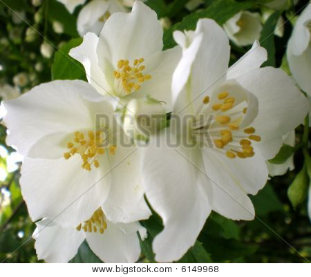 Blomstrende blomst
