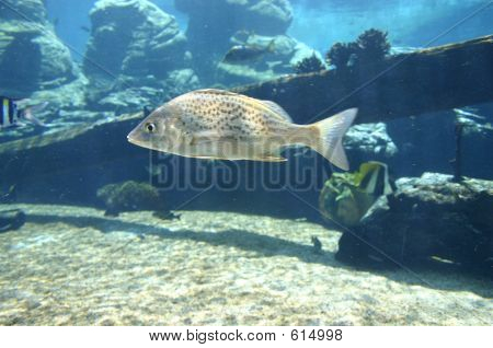 Poissons le récif