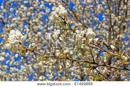 Flowers white with cherry trees mixed, in April in spring (France)