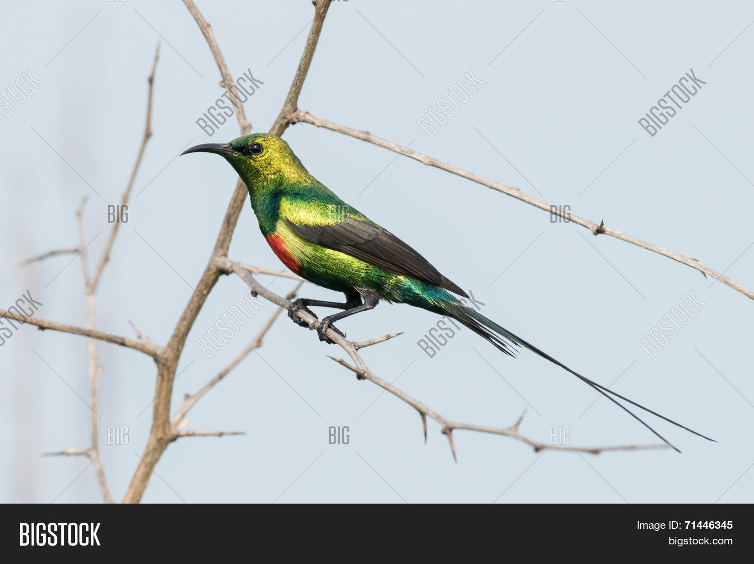 Aethopyga ignicauda. Sunbird птица. Aethopyga nipalensis. Sunbird comparison. Нектарница африканская.