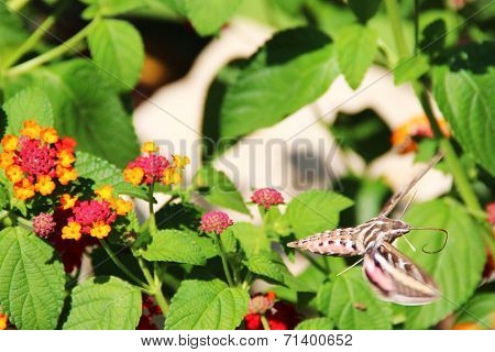Hummingbird moth 