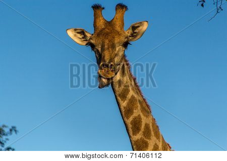 Giraffe face