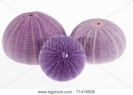 group of skeletons of sea shell violet echinoidea isolated on white background- macro
