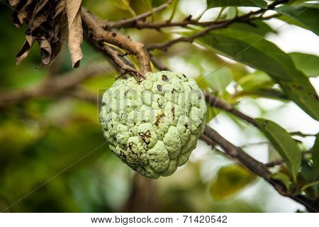 Close Up Annona Squamosa Or Custard Apple Fruite On The Tree