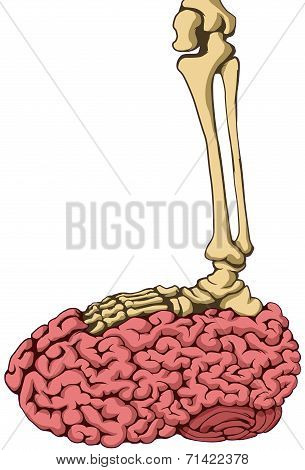 Skeleton Brain Step, Color