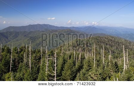 Death Of A Forest
