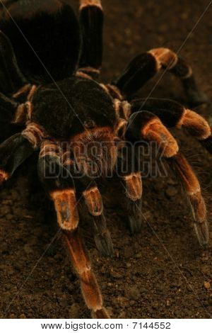 Vogelspinne