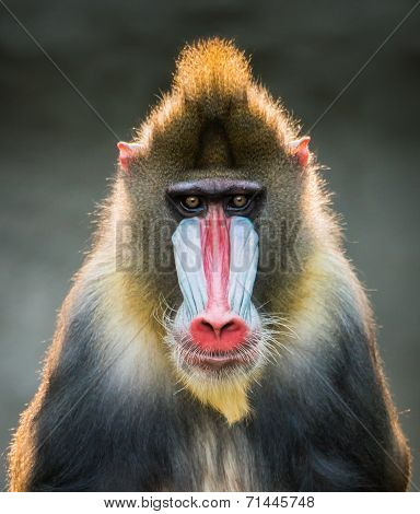 Mandrill