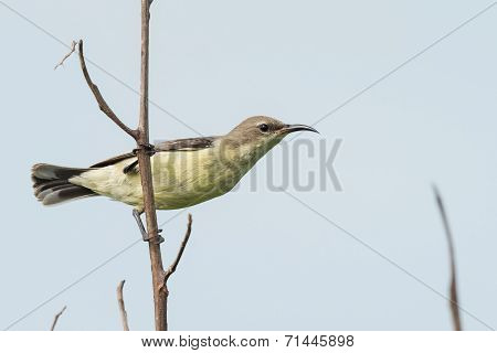 A Female Beautiful Sunbird (nectarinia Pulchella) Perched On A Branch