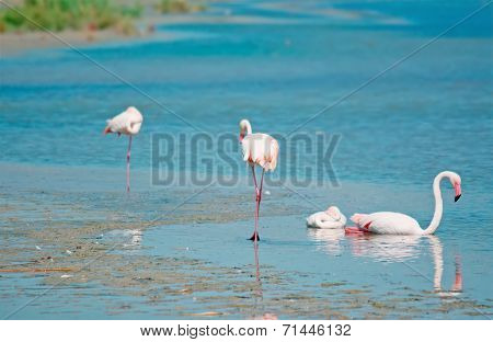Pink Flamingos In Sardinia
