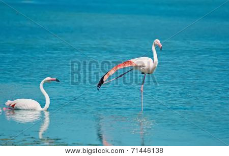 Two Flamingos