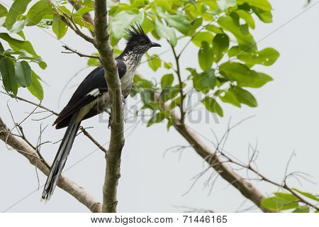 A Levaillant's Cuckoo (clamator Levaillantii) Perched In A Tree