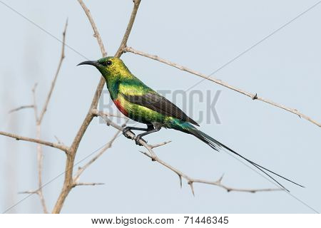 A Male Beautiful Sunbird (nectarinia Pulchella) Perched On A Thorny Branch
