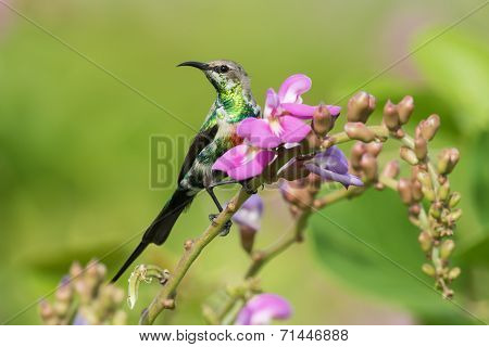 A Young Male Beautiful Sunbird (nectarinia Pulchella) Perched On A Flower