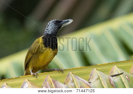 An Oriole Warbler (hypergerus Atriceps) On A Palm Leaf With Nest Material
