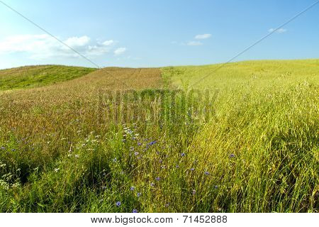 Fields Of Flowers