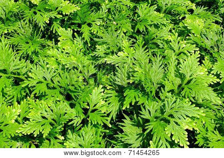 Green Leaf