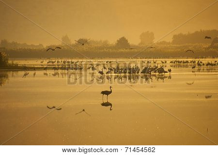 Agamon Hula Bird Refuge