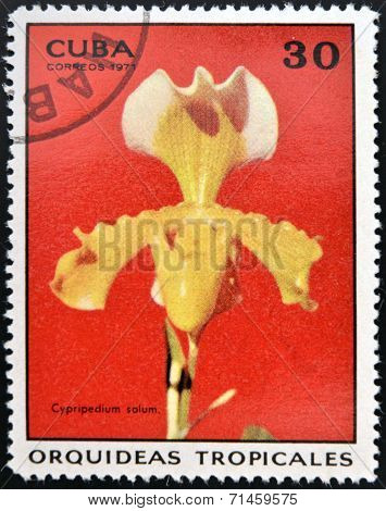 CUBA - CIRCA 1971: A stamp printed in Cuba dedicated to tropical orchids shows cypripedium solum