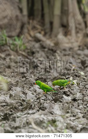 Two Vernal Hanging Parrots Eating Salt Lick On The Ground