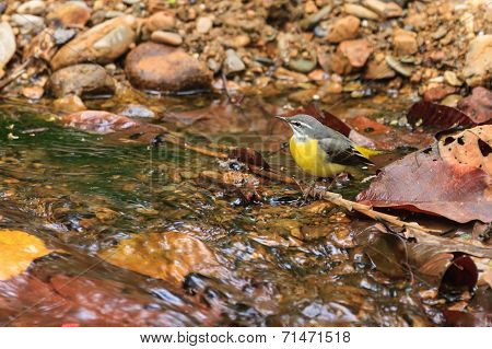A Close Up Of A Gray Wagtail Standing In The Stream