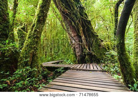 Jungle Landscape. Wooden Bridge At Misty Tropical Rain Forest. Travel Background At Doi Inthanon Par