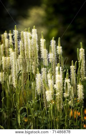 White Spike Flower