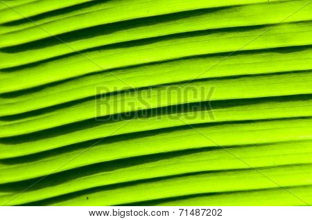 Close-up on Green banana leaf