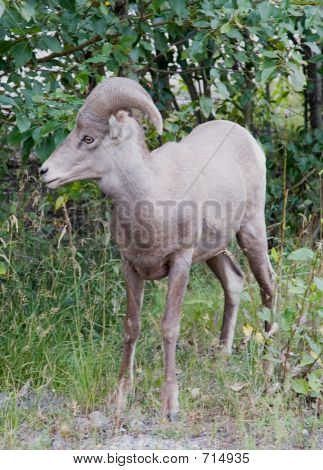 große gehörnte Schafe