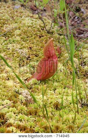 Pine Barrens