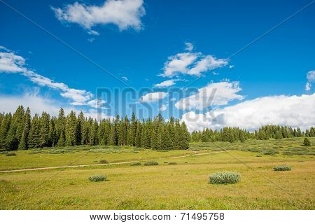 Colorado Summer Meadow