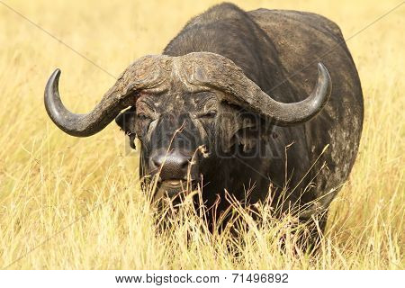 Masai Mara Cape Buffalo