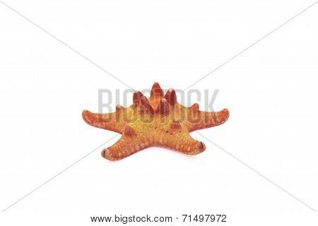 Starfish