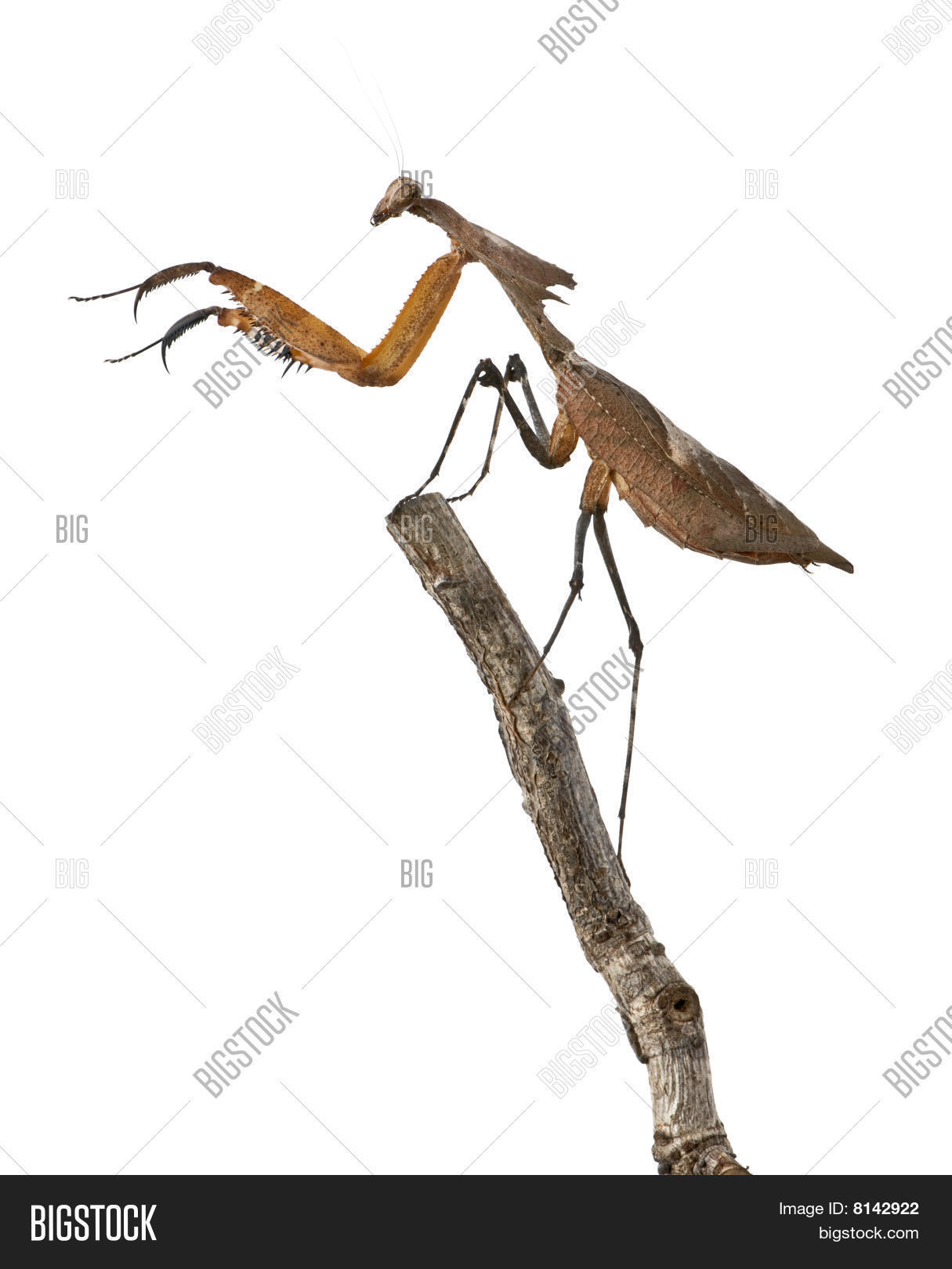 Giant Dead Leaf Mantis Image & Photo (Free Trial) Bigstock