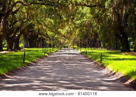 Oak Alley In Entrance Of Plantation