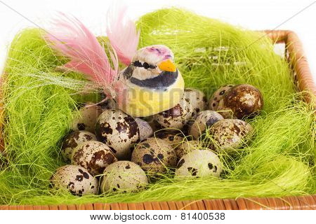 Beautiful bird sitting in a nest with Easter quail eggs