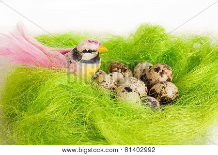 A little bird sitting in a nest with Easter quail eggs on a white background