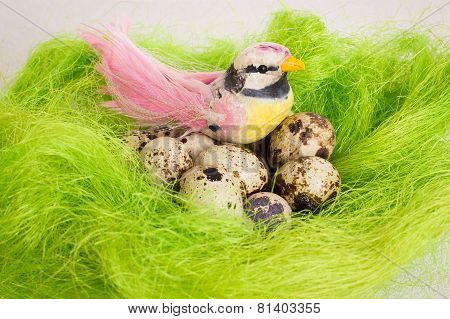 Bright bird sitting in a nest with Easter quail eggs on a white background