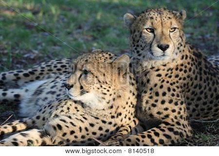 Cheetah vilde katte