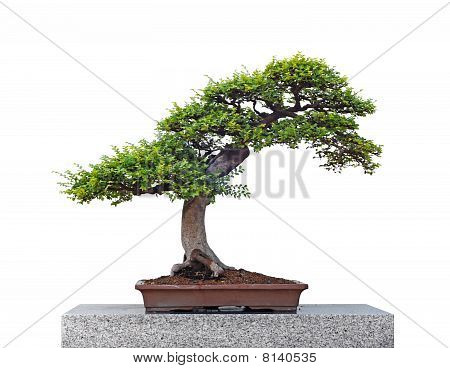 Albero dei bonsai su sfondo bianco