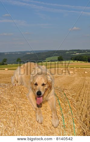 Naturel köpek