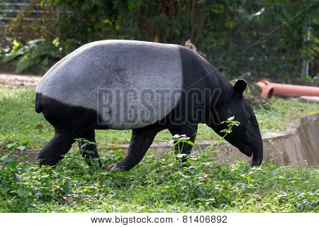 tapir foraging for food in the day