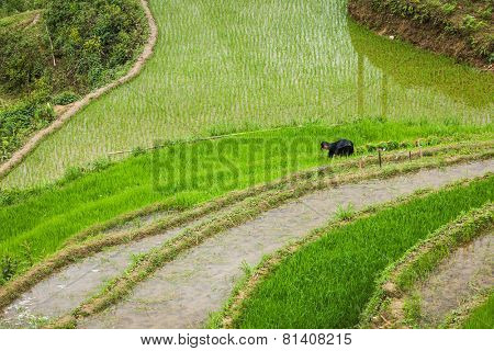 SAPA, VIETNAM - JUNE 10, 2011: Unidentified woman working in rice field terraces (rice paddy) near Ta Van village. Vietnam is one of the top rice exporting countries in the world