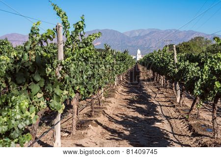 Vineyards In Cafayate, Argentina