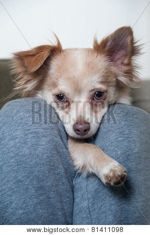 Chihuahua Between The Legs