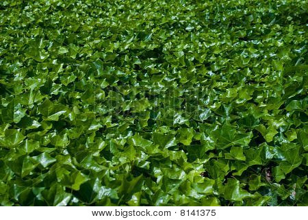 Carpet Of Green Leafs