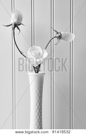 Closeup of white roses in a milky vase against a white beadboard background. Vertical format in Black and White.